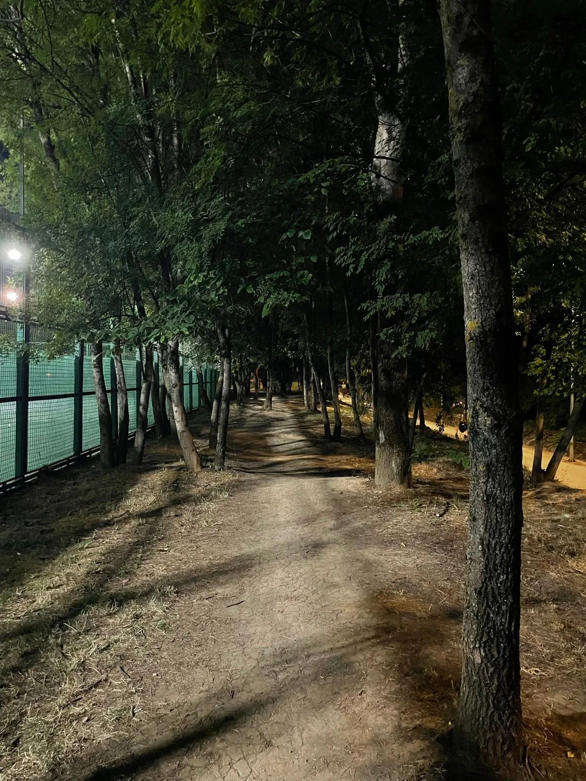 A dark tree-lined trail lit by a single lamp