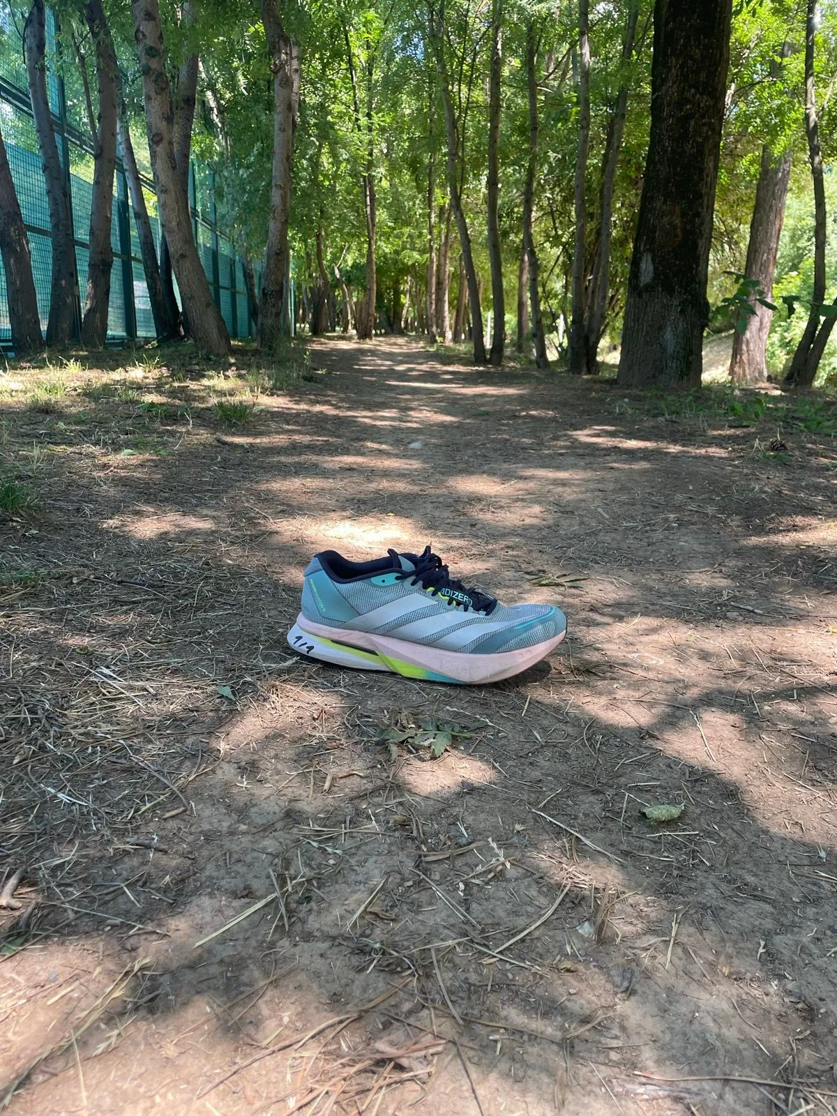 Racing flat resting on a sunlit forest trail lined with pine trees